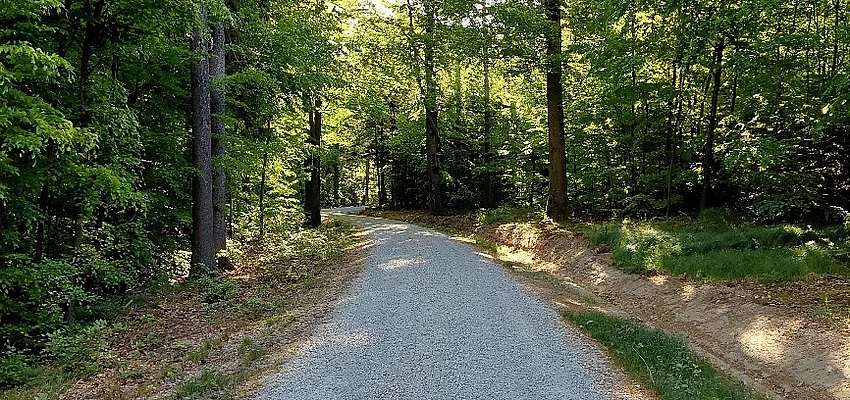 Bild: Ein frisch gepflegter Weg für die Waldbewirtschaftung und für die Waldbesucher (Foto: BaySF)